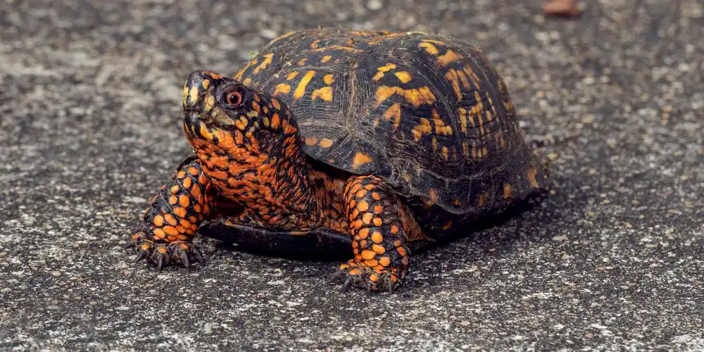 A small turtle with a dark shell featuring orange markings rests on a paved surface.