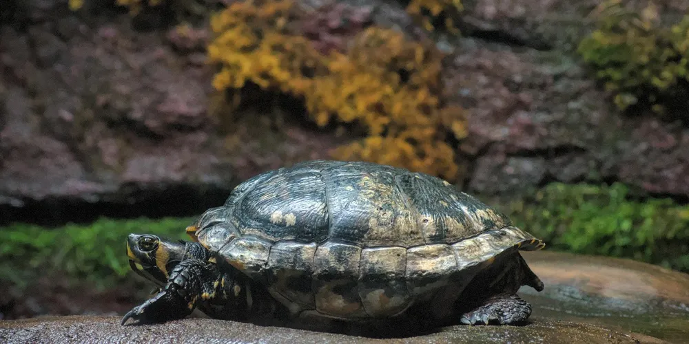 What Are the Habitat Requirements for Different Turtle Species?