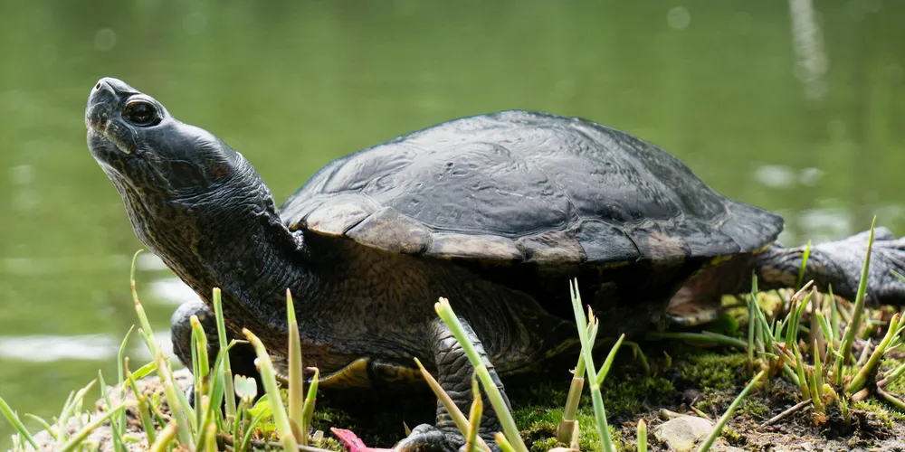 Turtle by the water’s edge with grasses and moss, illustrating naturalistic habitat decor