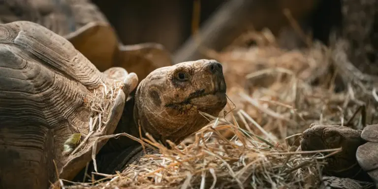 Close-up of a terrestrial turtle resting on straw and rocks, illustrating habitat elements found in both wild environments and pet enclosures.
