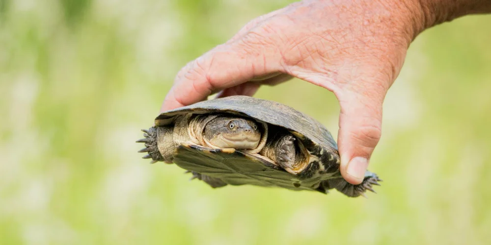 Small turtle held gently in a human hand