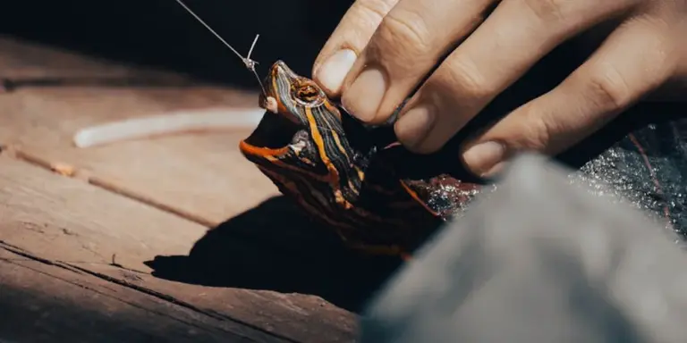 Close-up of a person gently handling a small pet turtle on a wooden surface