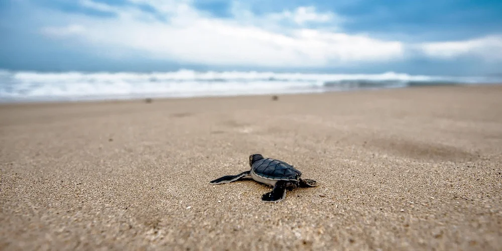 A young sea turtle hatchling on a sandy beach with the ocean in the background.