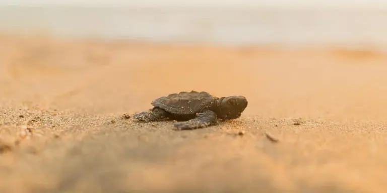 A young sea turtle hatchling crawling on a sandy beach.