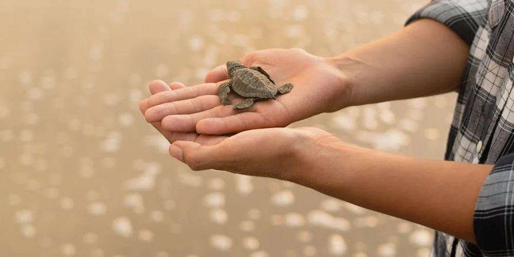 A tiny hatchling turtle cradled in cupped hands, with a soft, blurred natural background.