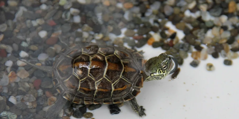 Close-up of a small hatchling turtle with a patterned shell and green head on a pebble-covered shore near water.