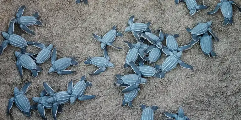 Group of baby sea turtles on a sandy beach