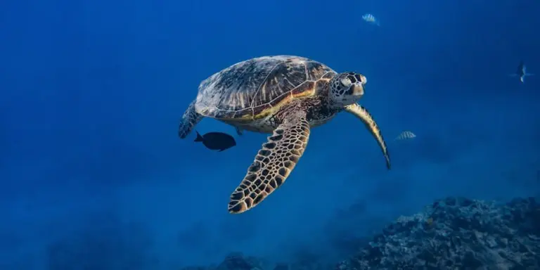 Hawksbill sea turtle swimming underwater in clear blue water, with a distinctive patterned shell.