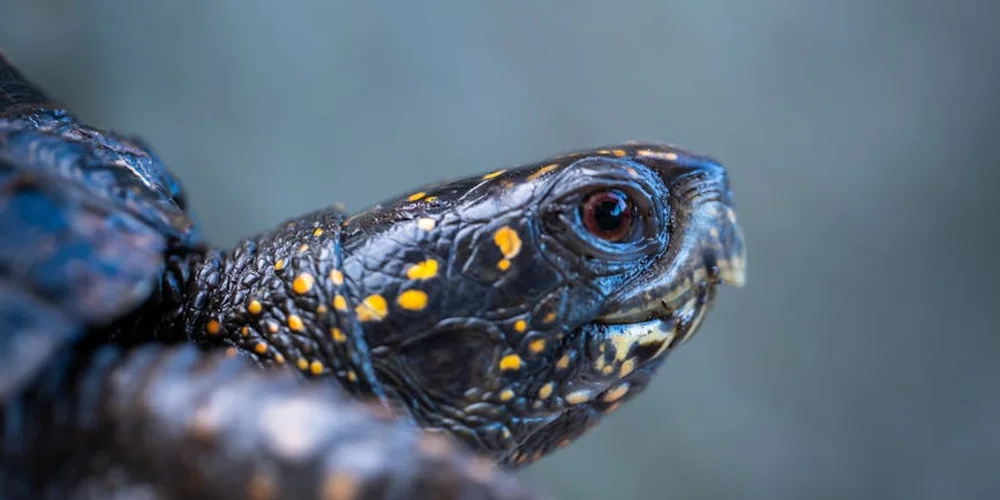 Can You Buy Turtles at PetSmart and Petco?