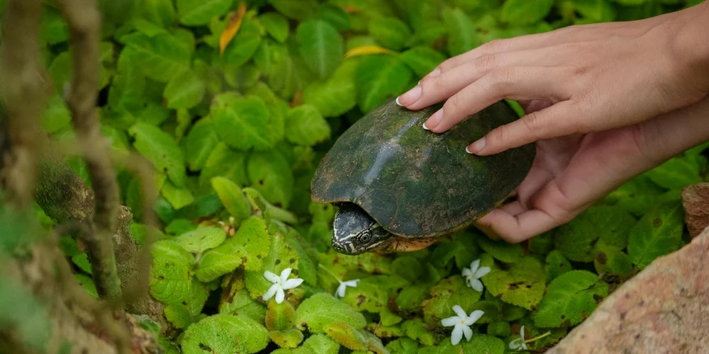 A person gently holding a small turtle among lush green plants.