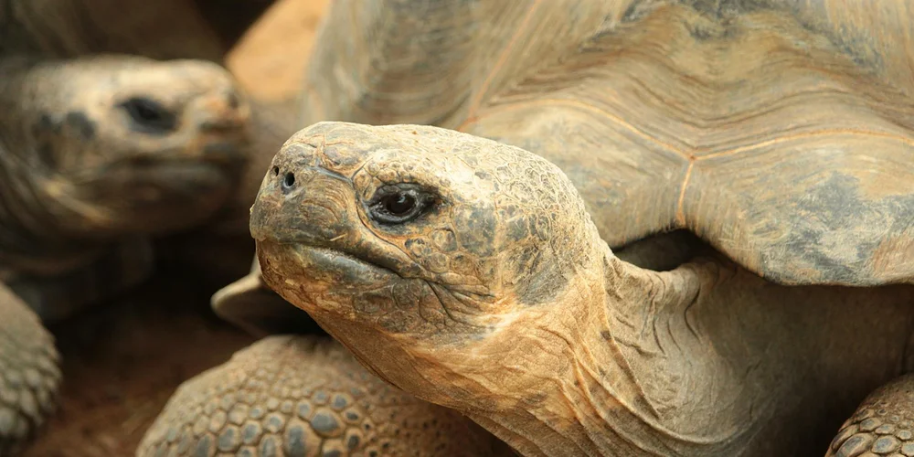 Close-up of a turtle's head and textured shell, illustrating natural shell coloration and health indicators.