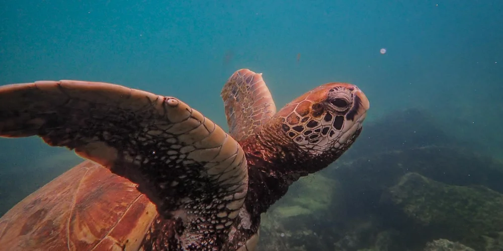 Close-up of a turtle swimming underwater, with its head raised and patterned shell visible against the blue water.