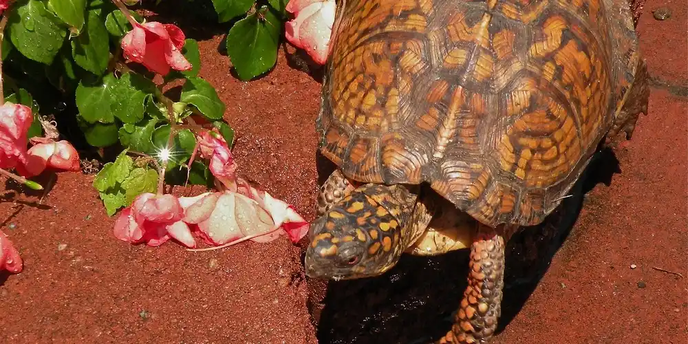 Close-up of a terrestrial turtle on red soil beside green leaves and pink flowers.
