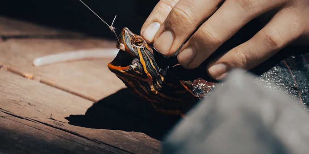 Close-up of a hand gently holding a small turtle on a wooden surface, illustrating a routine health check.