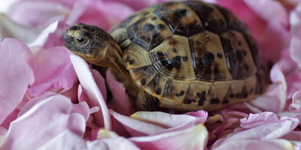 Young turtle resting among pink flower petals.