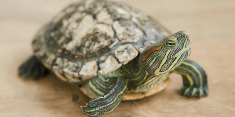 Small pet turtle with a patterned shell and striped head on a wooden surface