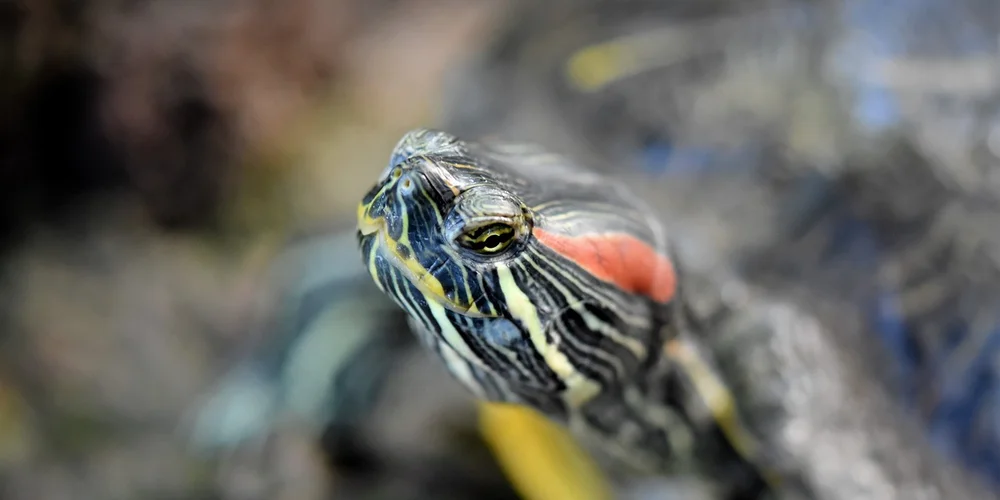 Close-up of a red-eared slider turtle's head with yellow and black stripes and a red ear patch, set against a blurred natural background.