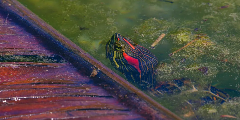 Close-up of a striped aquatic turtle near a wooden edge in murky green water, illustrating habitat-related health concerns.