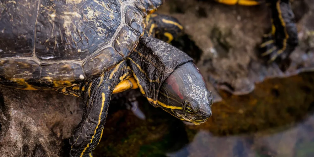 Close-up of a turtle's head and shell, highlighting the textures of its skin and shell