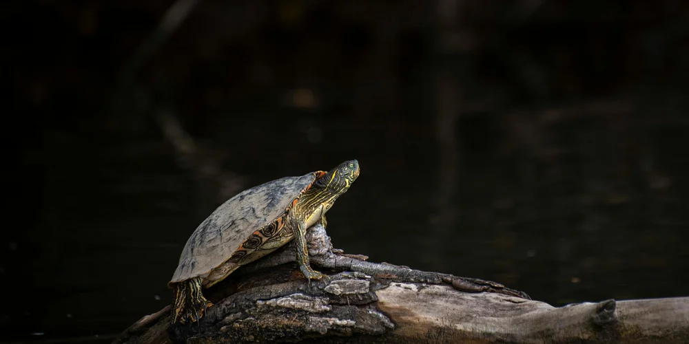 A turtle perched on a weathered log at the edge of a dark, calm body of water.