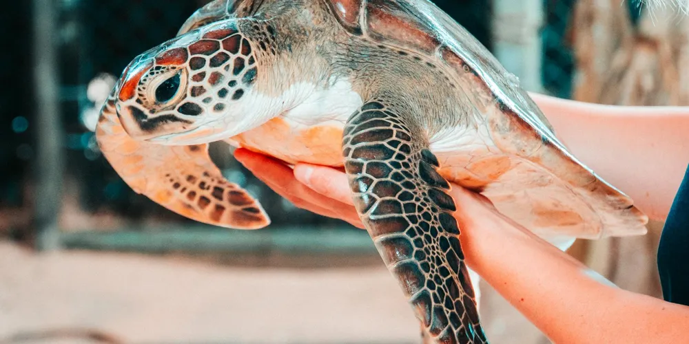 How Long Can a Turtle Go Without Calcium and UVB?