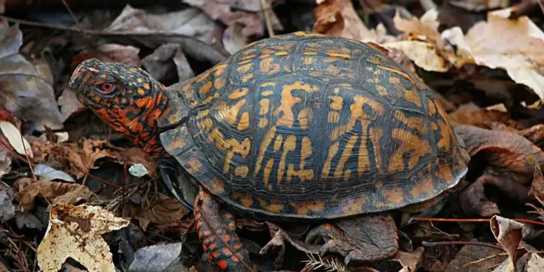 Red-eared slider turtle hiding among autumn leaves