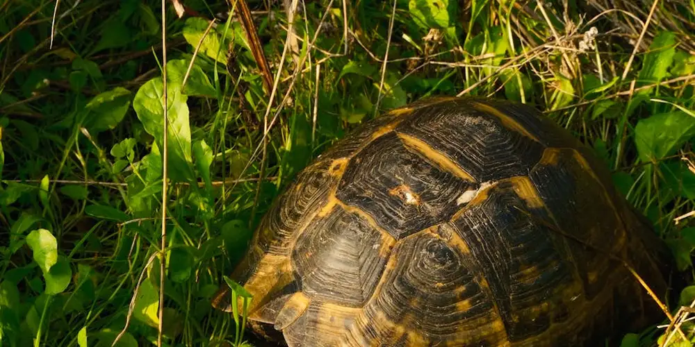 Close-up of a dark-brown shelled turtle among green leaves in a leafy habitat.
