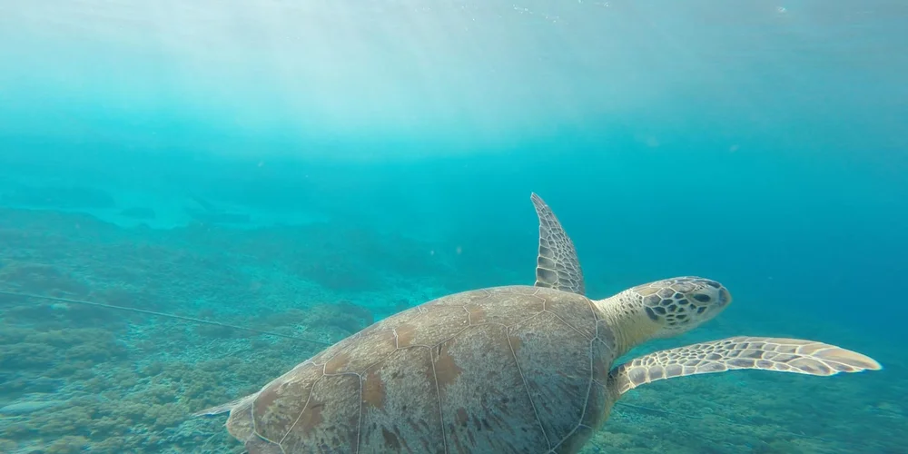 Sea turtle swimming underwater, illustrating turtle care and nutrition considerations