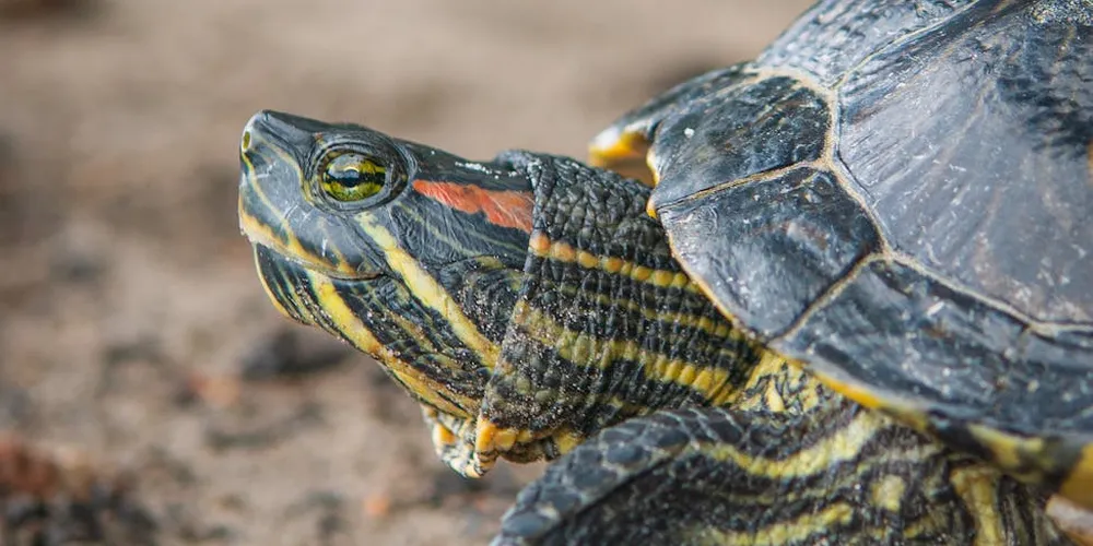 Close-up of a striped freshwater turtle with yellow head markings and a dark, textured shell on a sandy surface.