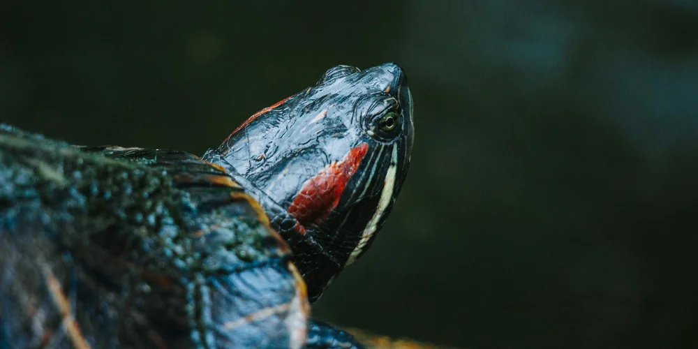 Close-up of a turtle's head and neck with a dark shell and red markings, set against a dark, blurred background.