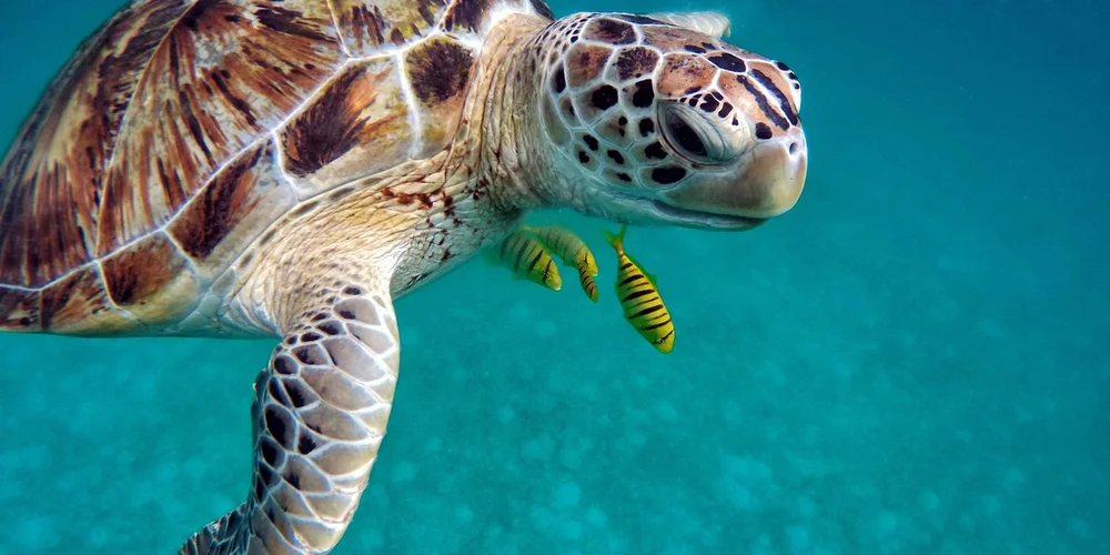 Close-up of a sea turtle swimming underwater with a patterned shell, approaching the camera.