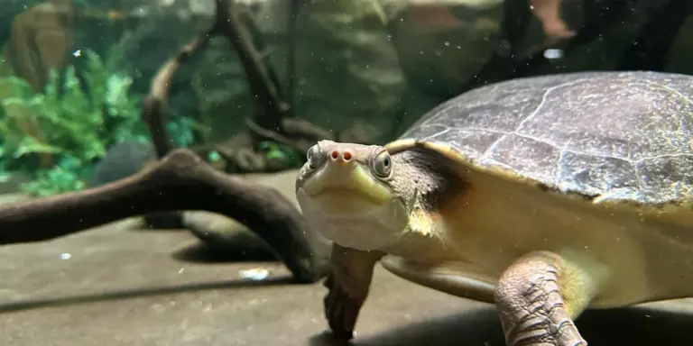 Close-up of a turtle peering from its tank with aquatic plants and driftwood in the background.