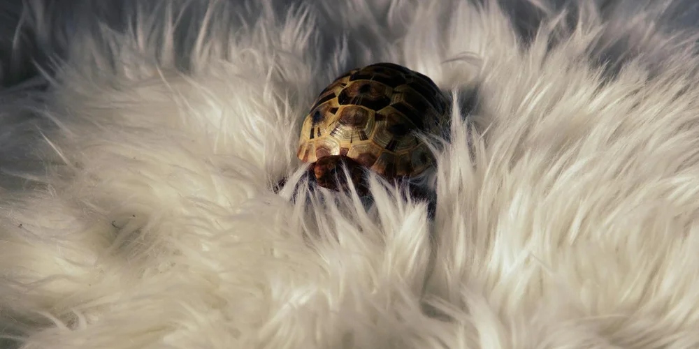 Small turtle peeking out from fluffy white fur, illustrating care and ethical considerations in pet turtle ownership.