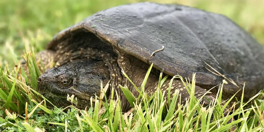 Close-up of a turtle in tall grass with a dark shell and watchful eye.