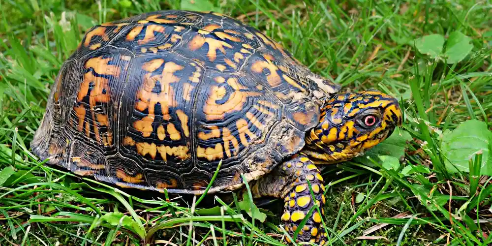 A pet turtle with a colorful patterned shell in green grass