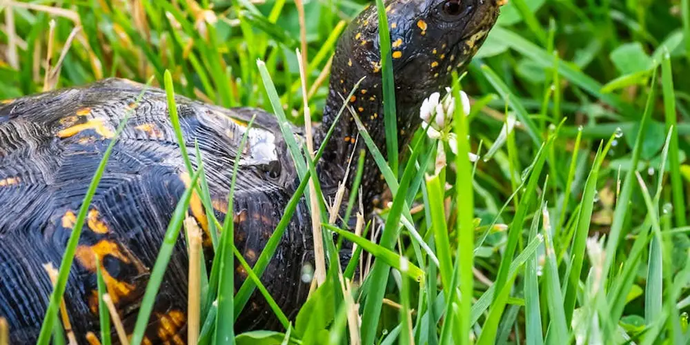 Close-up of a dark-shelled turtle with yellow markings on its head among tall green grass.