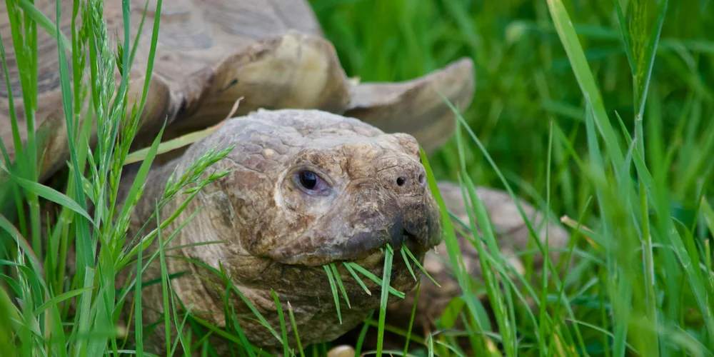 Close-up of a turtle peeking through tall green grass.