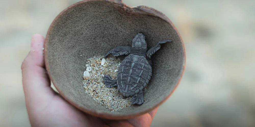 What Are the Legal Restrictions on Owning Certain Turtle Species?