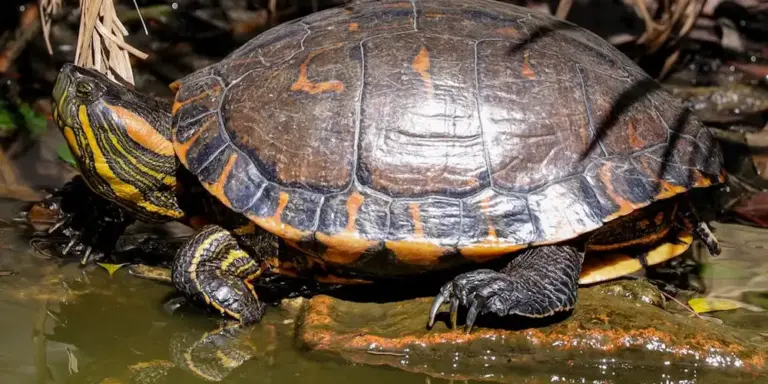 Close-up of a turtle with a dark shell and yellow stripes on its limbs, perched at the edge of a small, muddy tank