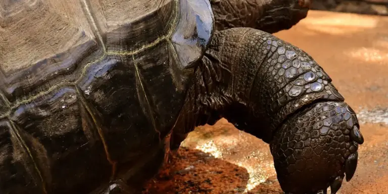 Close-up of a turtle in a tank on a sandy substrate, illustrating turtle habitat and water quality.