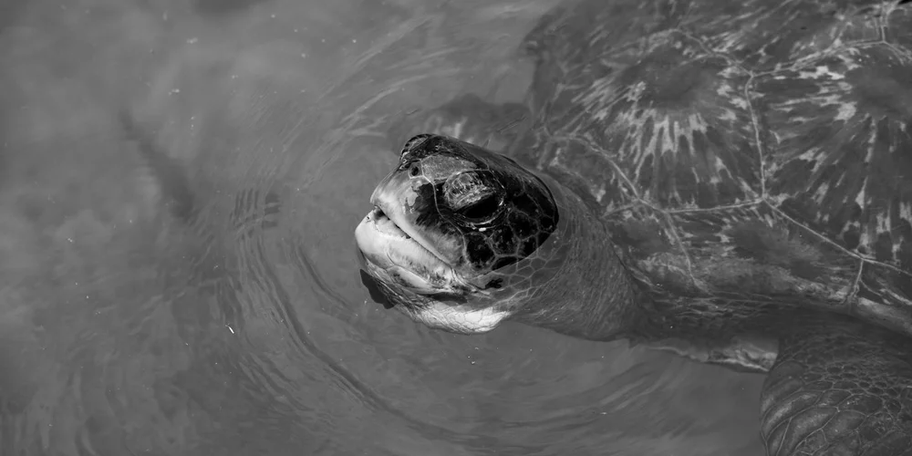 Close-up of a turtle with its head raised above the water surface in a mostly dark, black-and-white scene.