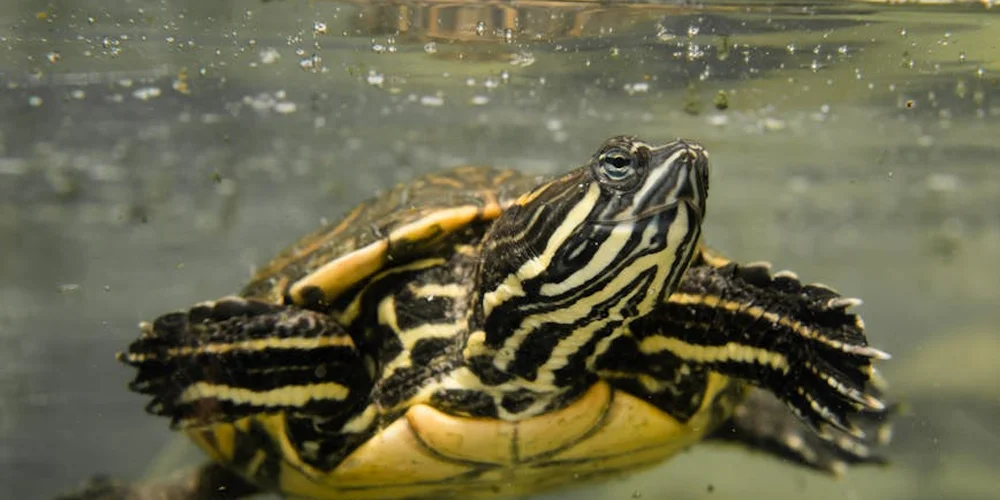 Close-up of a striped aquatic turtle swimming in a clear tank.