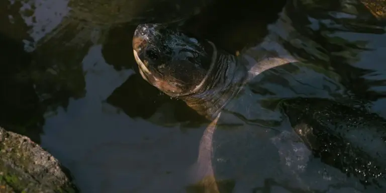 Close-up of a turtle partially submerged in dark water among rocks.