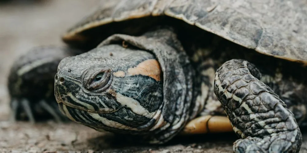 Close-up of a small turtle with a patterned head and shell on a sandy surface.