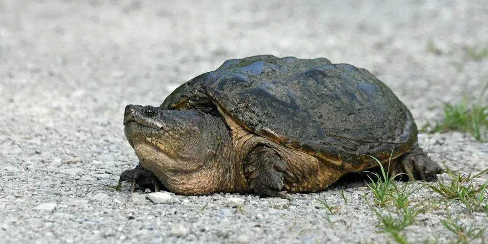 Close-up of a resting turtle on a gravel path, showing its textured shell and calm expression.