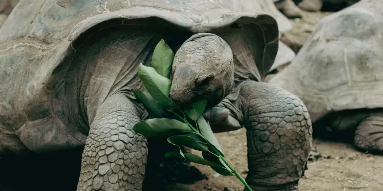 Two turtles on a sandy surface nibbling green leafy branches.