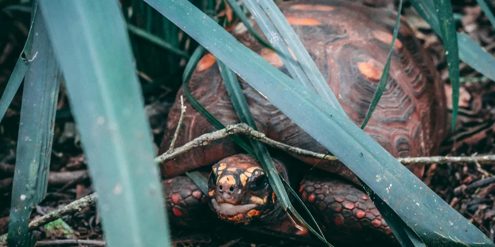 Can Turtles Eat Bananas? (Nutrition Facts & Feeding Tips)