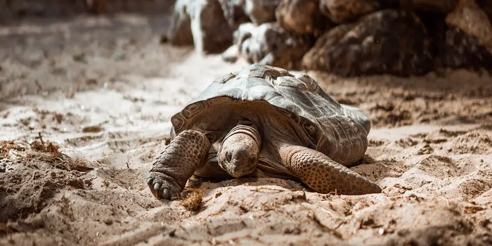 Desert tortoise resting on sandy ground with a rocky background.