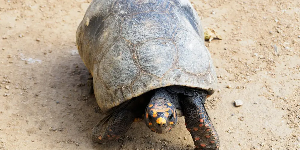 Close-up of a terrestrial turtle on sandy ground, highlighting its sturdy forelimbs and clawed toes.