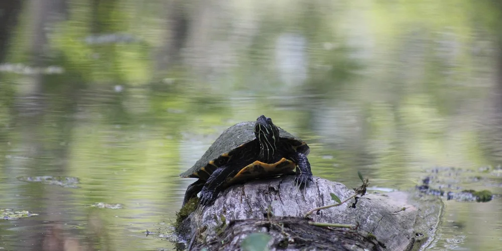 A turtle sits on a fallen log at the edge of a pond, with reflections of trees on the water.